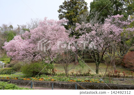 Beautiful Edo Higan cherry blossoms in full bloom Beautiful Edo Higan cherry blossoms in full bloom 142492312