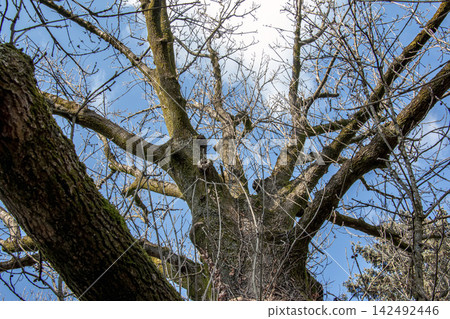 Upward View into Branching Crown of Mature Ash Tree Upward View into Branching Crown of Mature Ash Tree 142492446