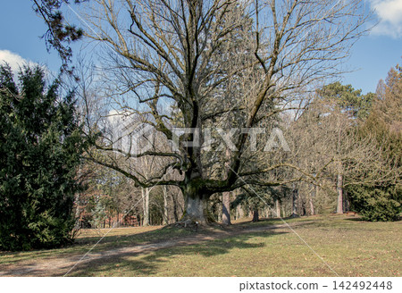 Mature European Ash Tree with Broad Winter Crown Mature European Ash Tree with Broad Winter Crown 142492448