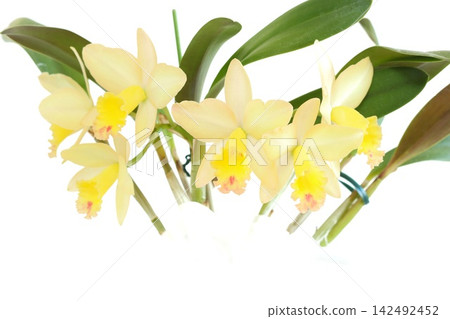 Cattleya, yellow flower, Fairyland, bright background Cattleya, yellow flower, Fairyland, bright background 142492452