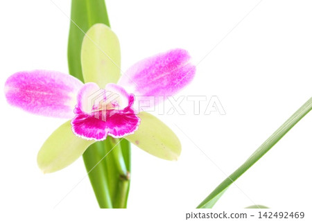 Cattleya orchid, green flower with pink wedge-shaped petals, against a bright background. Cattleya orchid, green flower with pink wedge-shaped petals, against a bright background. 142492469