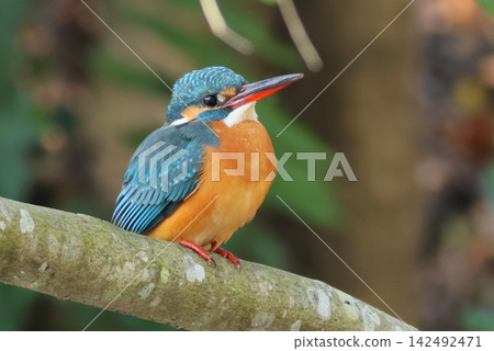 A relaxing kingfisher (female), a water bird. A relaxing kingfisher (female), a water bird. 142492471