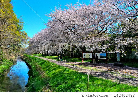 The cherry blossoms in full bloom along the Akahori River embankment are beautiful. 142492488
