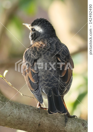 Thrush, winter bird, rear view, migratory bird Thrush, winter bird, rear view, migratory bird 142492490