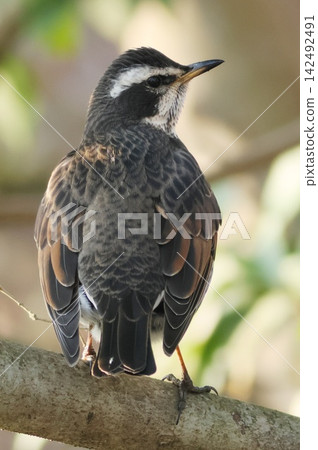 Thrush, winter bird, rear view, migratory bird Thrush, winter bird, rear view, migratory bird 142492491