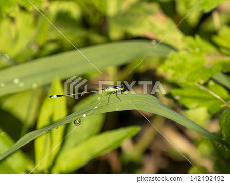 一隻藍色的豆娘棲息在葉子上,葉子上還掛著清晨的露珠。 一隻藍色的豆娘棲息在葉子上,葉子上還掛著清晨的露珠。 142492492