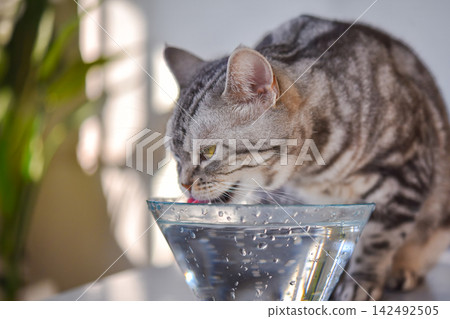 A cute cat drinking water from a glass bowl. A cute cat drinking water from a glass bowl. 142492505