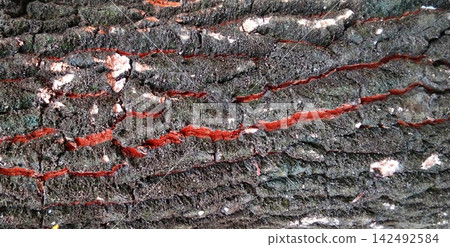 Tree bark texture with reddish fissures. Tree bark texture with reddish fissures. 142492584