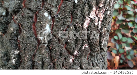 Vertical tree bark texture with reddish grooves. Vertical tree bark texture with reddish grooves. 142492585