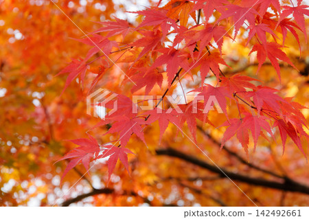 兼六園的秋葉:鮮紅的楓葉在橘色的背景下格外醒目。 兼六園的秋葉:鮮紅的楓葉在橘色的背景下格外醒目。 142492661