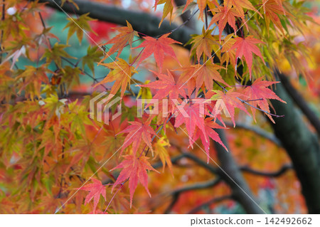 兼六園的秋天:美麗的楓葉,綠橙相間。 兼六園的秋天:美麗的楓葉,綠橙相間。 142492662