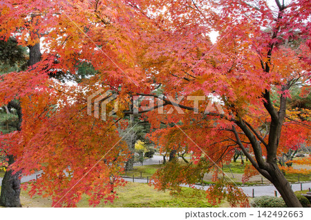 兼六園的秋天:花園景色和不斷蔓延的秋葉美景。 兼六園的秋天:花園景色和不斷蔓延的秋葉美景。 142492663