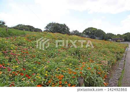 鶴見綠地公園風車山大花壇裡的百日菊(1990年世博會國際園林綠化博覽會紀念公園) 鶴見綠地公園風車山大花壇裡的百日菊(1990年世博會國際園林綠化博覽會紀念公園) 142492868