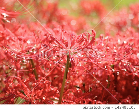 Spider lilies dancing with raindrops Spider lilies dancing with raindrops 142493103