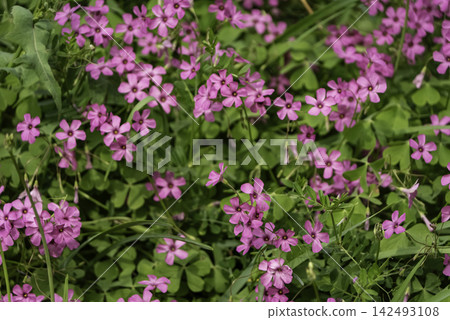 酢漿草(Potamogeton crispus)花 酢漿草(Potamogeton crispus)花 142493108