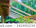 Workers are installing wooden rafters for roof under construction in wooded location 142493234