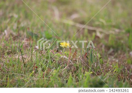Dandelions blooming among the grass Dandelions blooming among the grass 142493261