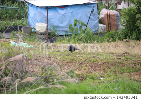 A pheasant walking in a field A pheasant walking in a field 142493341