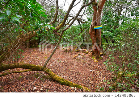 Izu Mountain Ridge Trail on the Izu Peninsula: The summit of Mt. Izu Mountain Ridge Trail on the Izu Peninsula: The summit of Mt. 142493863