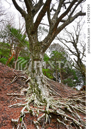 Large beech tree at Amagi Pass on the Izu Mountain Ridge Trail of the Izu Peninsula Large beech tree at Amagi Pass on the Izu Mountain Ridge Trail of the Izu Peninsula 142493904