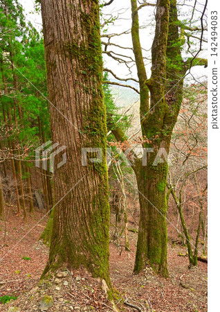 Izu Peninsula, Izu Mountain Ridge Trail, Winter Forest of Amagi Pass Izu Peninsula, Izu Mountain Ridge Trail, Winter Forest of Amagi Pass 142494083