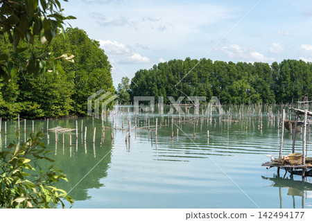 Coastal aquaculture farm bamboo poles across calm water surrounded by lush mangrove forest under bright blue sky 142494177