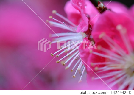 紅梅花 紅梅花 142494268