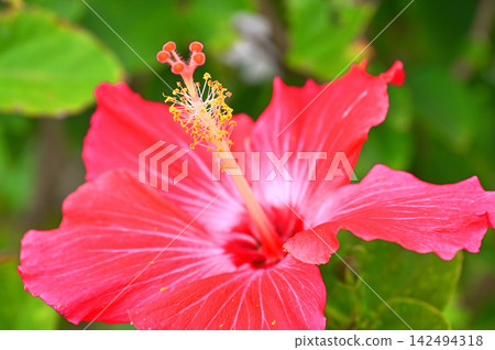 Okinawa Prefecture Hibiscus Okinawa Prefecture Hibiscus 142494318