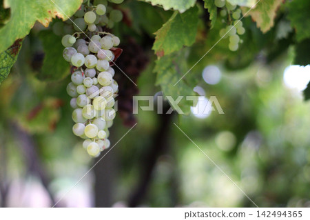 Single pale green grape bunch hanging beneath large leaves, with translucent berries and soft background blur, showing natural fruit development in a vineyard setting for wine, harvest and farming Single pale green grape bunch hanging beneath large leaves, with translucent berries and soft background blur, showing natural fruit development in a vineyard setting for wine, harvest and farming 142494365
