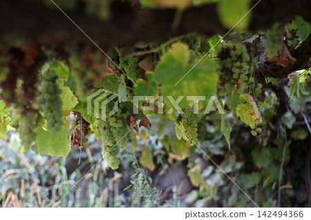 Ripe pale green grape clusters hanging beneath broad leaves in a vineyard, with dense foliage and soft natural light, showing fruit, stems and seasonal growth in a cultivated rural setting scene. Ripe pale green grape clusters hanging beneath broad leaves in a vineyard, with dense foliage and soft natural light, showing fruit, stems and seasonal growth in a cultivated rural setting scene. 142494366