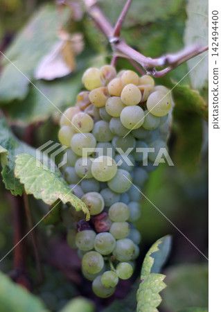 Close view of a pale green grape cluster growing on a vine in the Douro Valley, Portugal, with broad leaves and woody stems surrounding the fruit during the summer growing season before harvest. Close view of a pale green grape cluster growing on a vine in the Douro Valley, Portugal, with broad leaves and woody stems surrounding the fruit during the summer growing season before harvest. 142494400