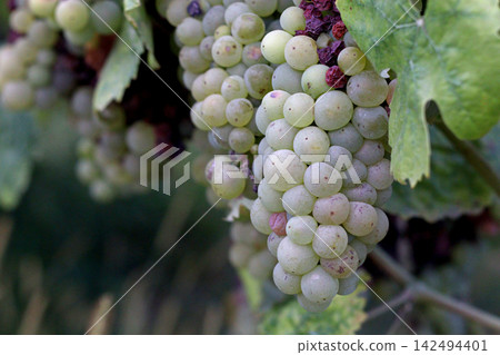 Close view of pale green grape clusters hanging beneath broad vine leaves, with ripe berries and woody branches visible in a cultivated vineyard, a natural scene for wine, harvest and rural themes. Close view of pale green grape clusters hanging beneath broad vine leaves, with ripe berries and woody branches visible in a cultivated vineyard, a natural scene for wine, harvest and rural themes. 142494401