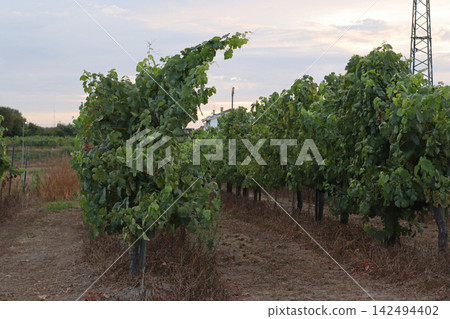 Green grapevines growing in organized rows across a vineyard, with dense foliage, support posts and dry grass visible, a rural agricultural landscape for harvest, farming and wine production themes. Green grapevines growing in organized rows across a vineyard, with dense foliage, support posts and dry grass visible, a rural agricultural landscape for harvest, farming and wine production themes. 142494402