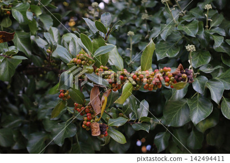 Holly branch with clusters of small red and orange berries among glossy dark green leaves, showing the distinctive foliage and seasonal fruit of an ornamental holly shrub in natural outdoor growth. Holly branch with clusters of small red and orange berries among glossy dark green leaves, showing the distinctive foliage and seasonal fruit of an ornamental holly shrub in natural outdoor growth. 142494411