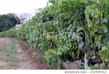 Long rows of leafy grapevines forming a dense vineyard corridor, with dry grass, support posts and distant buildings, a rural agricultural scene suited to wine, farming and countryside themes. Long rows of leafy grapevines forming a dense vineyard corridor, with dry grass, support posts and distant buildings, a rural agricultural scene suited to wine, farming and countryside themes. 142494412