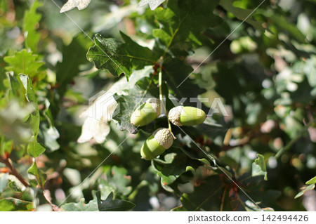 Cluster of immature acorns developing on an oak branch surrounded by green lobed leaves, with sunlight filtering through the foliage and highlighting the young nuts during summer growth. Cluster of immature acorns developing on an oak branch surrounded by green lobed leaves, with sunlight filtering through the foliage and highlighting the young nuts during summer growth. 142494426