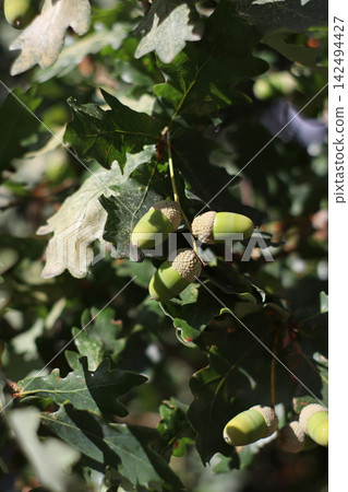 Immature green acorns growing on an oak branch among dense lobed leaves, with several developing nuts visible against softly shaded vegetation during the summer season in woodland. Immature green acorns growing on an oak branch among dense lobed leaves, with several developing nuts visible against softly shaded vegetation during the summer season in woodland. 142494427
