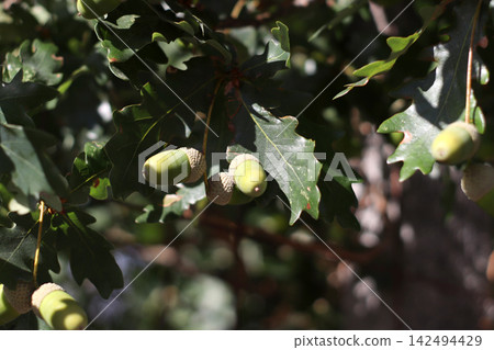 Several immature acorns hanging from an oak tree among deeply lobed leaves, with woody branches and dappled sunlight highlighting the developing nuts during the summer growing season. Several immature acorns hanging from an oak tree among deeply lobed leaves, with woody branches and dappled sunlight highlighting the developing nuts during the summer growing season. 142494429