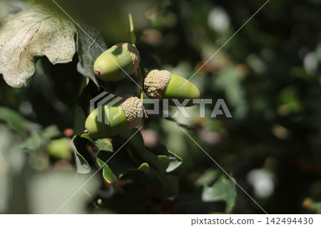 Close view of immature green acorns attached to an oak branch, surrounded by lobed leaves and soft natural foliage, showing developing fruit during the warm growing season in woodland. Close view of immature green acorns attached to an oak branch, surrounded by lobed leaves and soft natural foliage, showing developing fruit during the warm growing season in woodland. 142494430