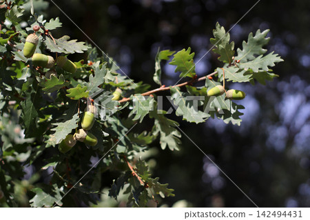 Green acorns developing on an oak branch among lobed leaves, with several immature fruits and woody stems illuminated by sunlight in a natural woodland setting during the growing season. Green acorns developing on an oak branch among lobed leaves, with several immature fruits and woody stems illuminated by sunlight in a natural woodland setting during the growing season. 142494431