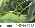 Close up of a large mantis 142494518