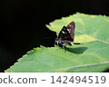 Close-up of the Daimyo Skipper butterfly 142494519