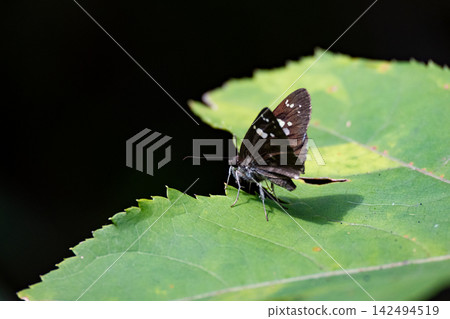 Close-up of the Daimyo Skipper butterfly Close-up of the Daimyo Skipper butterfly 142494519