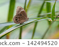 Close-up of a Black-tailed Butterfly 142494520