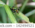 Mating crane flies 142494521