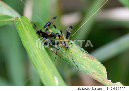 Mating crane flies 142494521