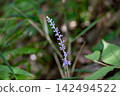 Close-up of Liriope 142494522