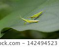 Close-up of an ombud 142494523