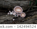 Close-up of the Omphalotus japonicus mushroom 142494524