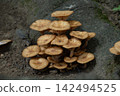 Close-up of Armillaria mellea 142494525